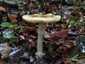 Gyilkos galóca (Amanita phalloides), Pilis